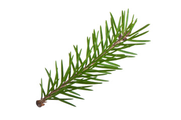 branch of fir isolated on white background
