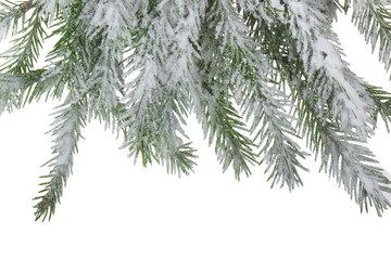 Obraz premium branches of fir with snow isolated