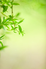 Spring Crack willow (Salix fragilis) branch and leaves in springtime. Selective focus and shallow depth of field.