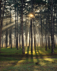 Obraz premium pine sun