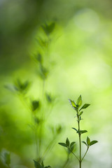 Spring leaves against blurred background. Selective focus and shallow depth of field.