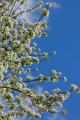Apfelbaum (Malus) Blüte im Frühling