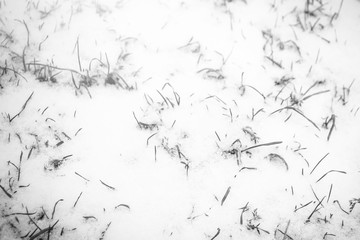 beautiful grass beautiful grass from the snow