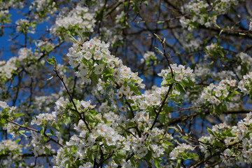 Apfelbaum (Malus) Blüte im Frühling