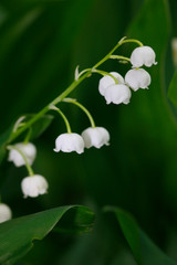 Maiglöckchen (Convallaria majalis) Blüten