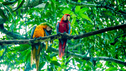 Guacamaya - Macaw at the tree - Costa Rica © YenselCarcamo