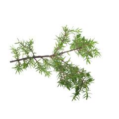 branch of juniper isolated on white background