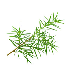 branch of juniper isolated on white background