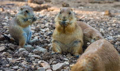 Gopher sitting up and eating gopher folded paws