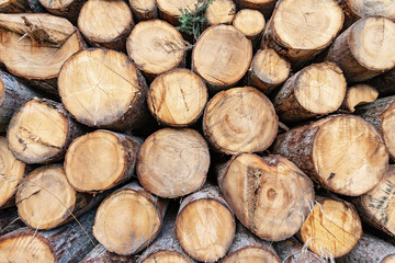 Close-up of a pile of pine tree trunks - Background