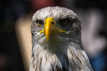 Bald Eagle at air show, Bavaria, Germany