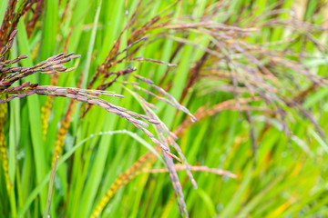 riceberry plant in green organic rice paddy field