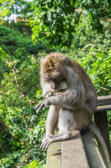 Naklejka na ściany i meble Wild monkey sits on the fence in sacred Monkey Forest park