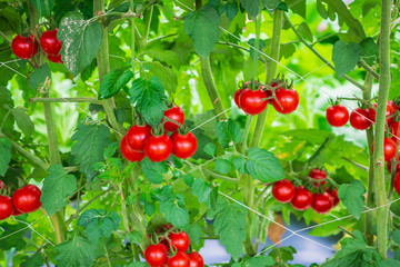 Fresh ripe red tomatoes plant growth in organic greenhouse garden ready to harvest