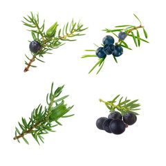 set of branches with black juniper berries isolated
