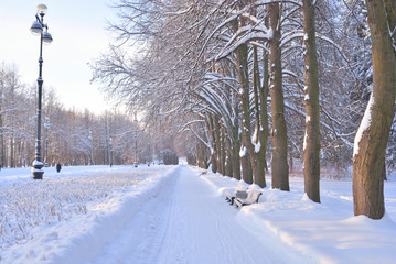 Park alley at winter.