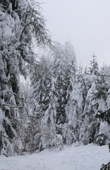 trees in the forest covered with snow on cloudy and misty winter day, Beskydy mountains, Czech Republic