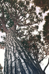Fototapeta premium Baum