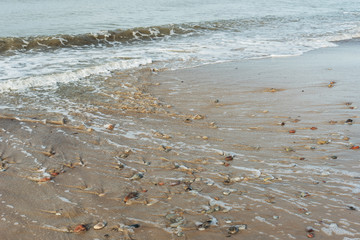 Baltic sea coastline.