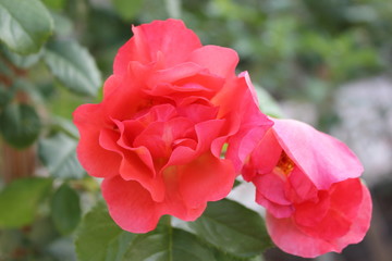 red rose in the garden