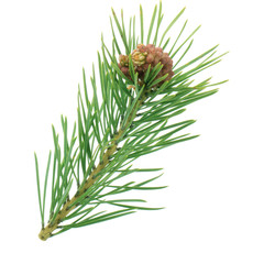 branch of pine isolated with young cone on white background