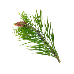 branch of pine isolated with young cone on white background