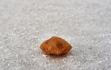 Amber on a snowy surface.