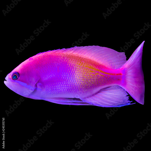 Download 57+ Background Ocean Aquarium Terbaik