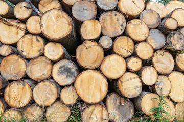 Close-up of a pile of pine tree trunks - Background