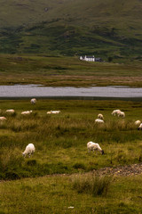 Fototapeta premium Domestic sheeps on pasture in Highlands Scotland