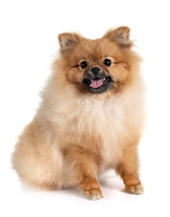Obraz premium pomeranian in studio