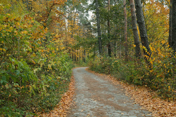 Autumn road in the forest