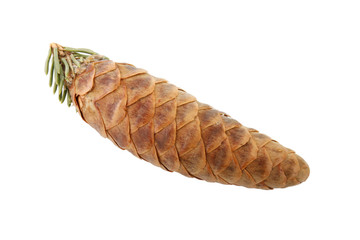 cone of fir isolated on white background