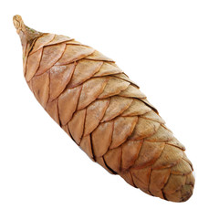 cone of fir isolated on white background