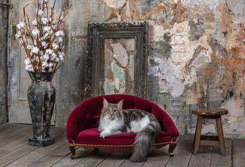 Nice cat in interior