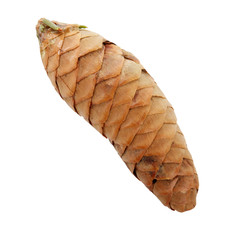 cone of fir isolated on white background