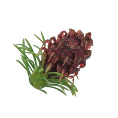 young cone of pine isolated