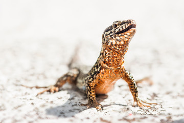 Mauereidechse - Männchen im Prachtkleid