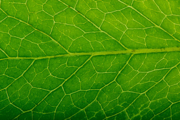 fresh green leaf of mint background