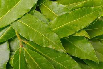 fresh bay leaves background