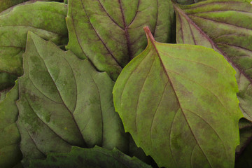 fresh green basil leaves background