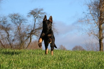 beautiful small black german shepherd is running in the garden on a sunny day