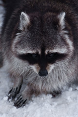 Sad fur face of a raccoon with black eyes beads-close-up, paws on the snow, a fluffy  in the winter.