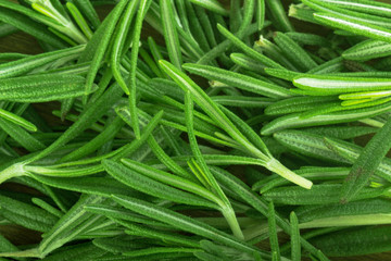 leaves of green fresh rosemary background