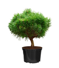 Green pine decorated in a pot  isolated on a white background