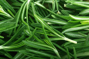 leaves of green fresh rosemary background