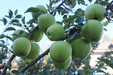 green apples on a branch