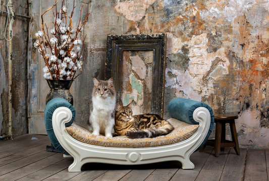 Two nice cats in interior