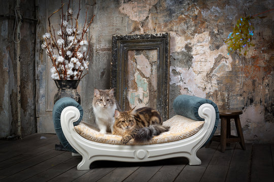 Two nice cats in interior