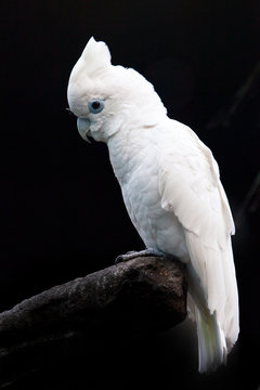 A sad big white parrot on a black background sits on a stick in a cacky